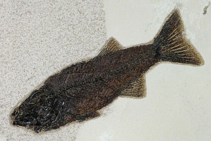 Uncommon Fish Fossil (Mioplosus) - Wyoming #158585